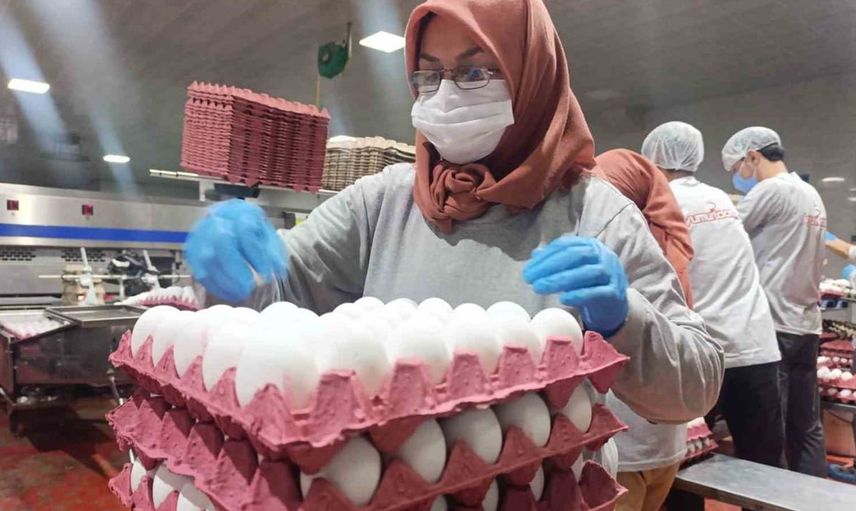Yumurta üreticileri tahıl koridoruna kilitlenmiş durumda