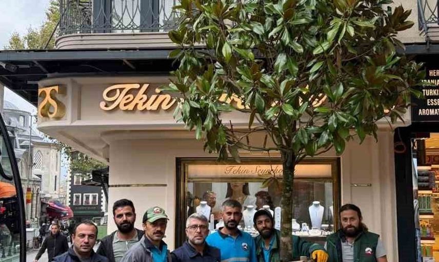 Fatih’te kesilen ağacın yerine yeni ağaç dikildi