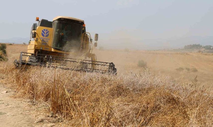 Nohutta hasat başladı: tarlada kilosu 30-35 lira