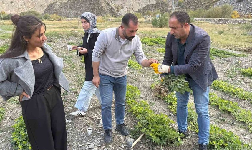 Hakkâri'de tarımda devrim: Yüksek rakımda yer fıstığı üretimi gerçekleştirildi