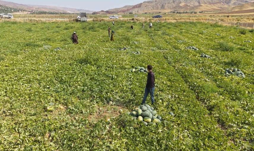 Kavun hasadı bu yıl yüzleri güldürdü: Kalite ve rekolte artışı yaşanıyor