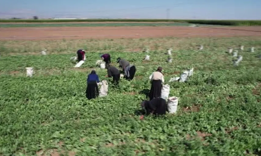 Erken hasat, düşük su tüketimi: Konya Ovası'nda kırmızı turp sezonu başladı