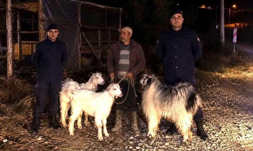 Söğüt'te kaybolan 5 küçükbaş hayvan güvenlik güçlerince bulundu