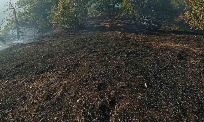 Bingöl'deki orman yangını ekiplerin hızlı müdahalesiyle söndürüldü