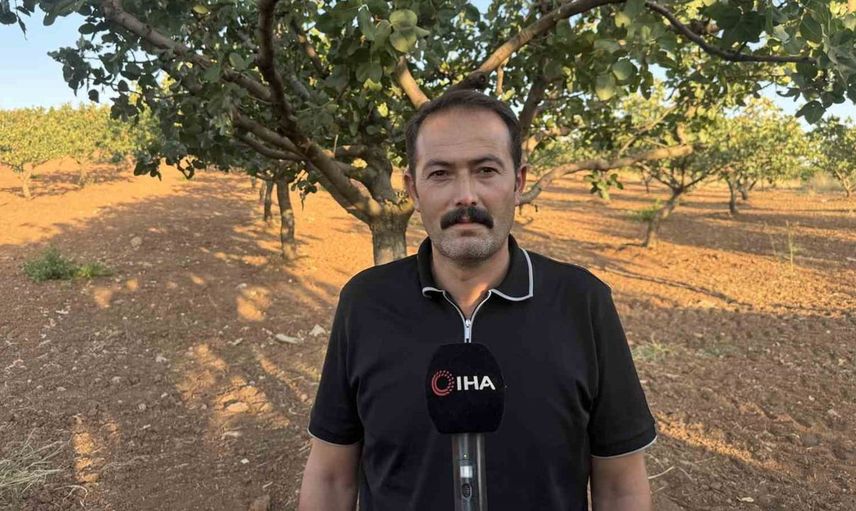 Siirt fıstığında hasat sezonu başladı: Üreticiler zorlu hava şartlarına rağmen umutlu