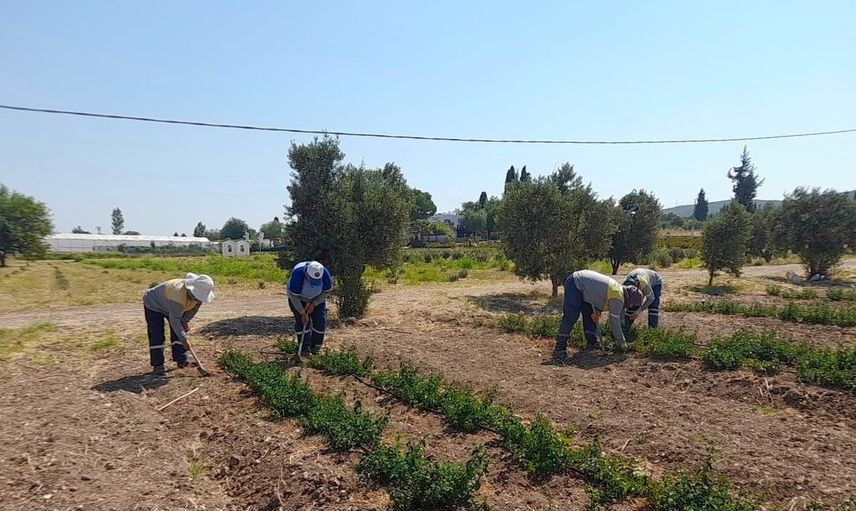 Didim Belediyesi’nin yeşil alanları için bitkisel üretim faaliyetleri