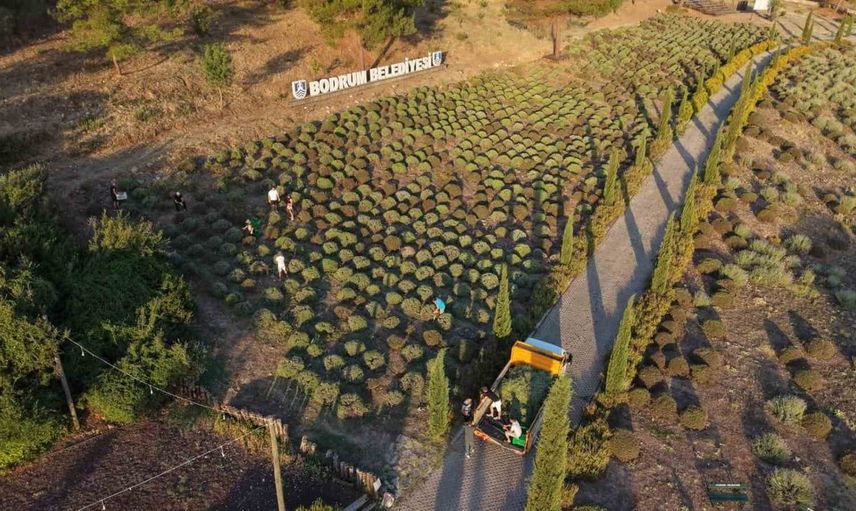 Bodrum Belediyesi Tarım Kampı’nın ikinci dönemi tamamlandı