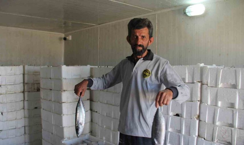 Karadeniz’de palamut bolluğu sonrası hamsi ve istavrit için tehlike sinyalleri