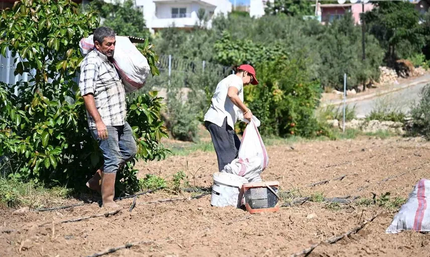 Mersin'de enginar üretimi için 10 bin yumru desteği sağlandı