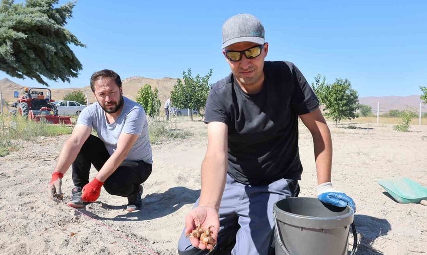 Kapadokya’da safran üretimiyle tarım turizmi hedefleniyor
