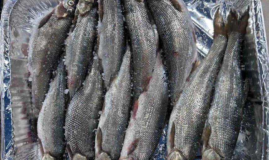 İnci kefali tezgâhlardaki yerini aldı