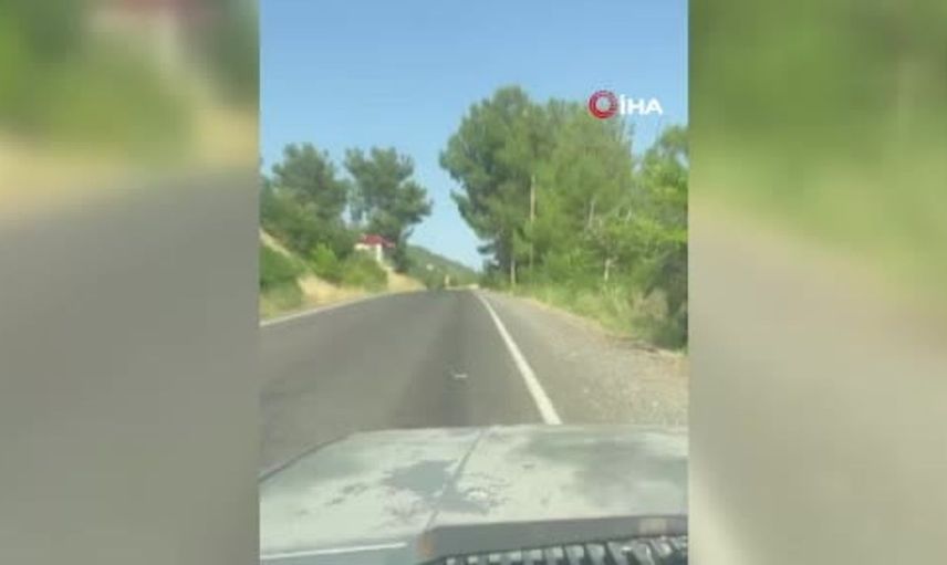 Kahramanmaraş’ta bukalemuna yol veren sürücü güldürdü
