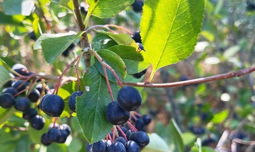 Simav’da aronya üretimi için yerinde inceleme yapıldı