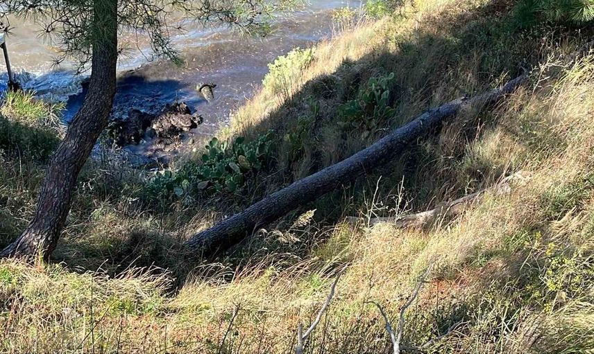 Sinop’ta şiddetli rüzgar nedeniyle ağaç devrildi, yol trafiğe kapandı