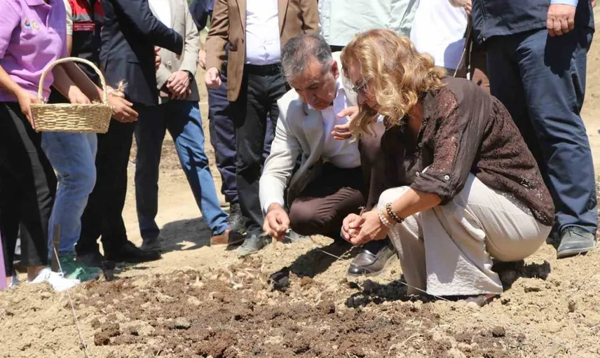 Safranova'da 7 dekarlık alana safran soğanı dikimi gerçekleştirildi