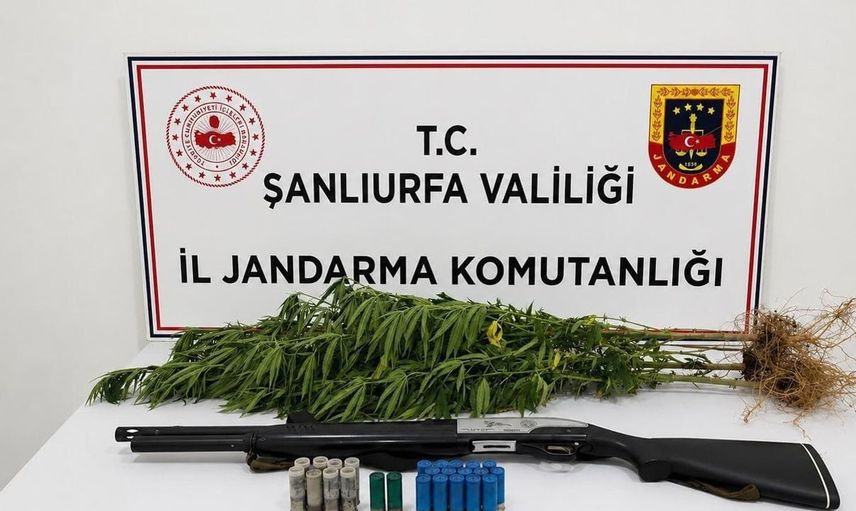 Şanlıurfa'da kenevir operasyonu: 1 şüpheli gözaltında