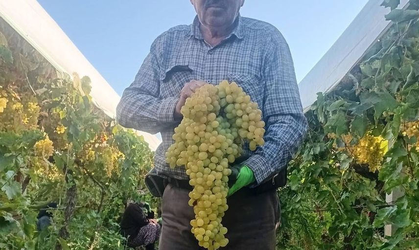 Manisa'da dev üzüm salkımı üreticinin yüzünü güldürdü