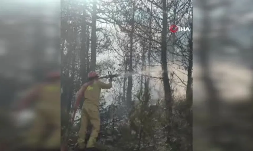 Orman yangınında alevlerden kaçarken toprağa gömülmeye çalışan kaplumbağa kurtarıldı