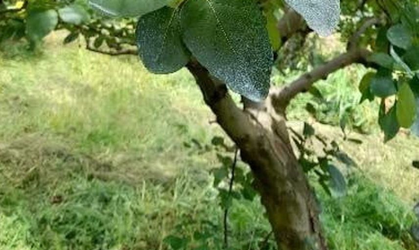Büyüklüğüyle şaşırtan ayvalar Sakarya'da ilgi odağı oldu