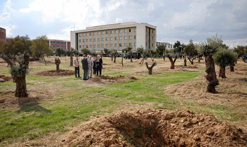 Nysa antik kentinin zeytin ağaçları adnan menderes üniversitesi'nde hayat bulacak