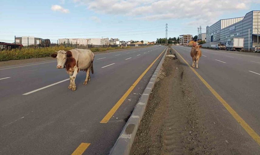 Samsun'da yolda başıboş inekler tehlike yarattı