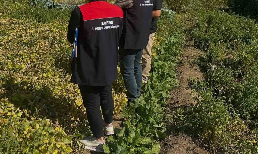 Aydıntepe şeker fasulyesi tarlasında üretim denetimi yapıldı