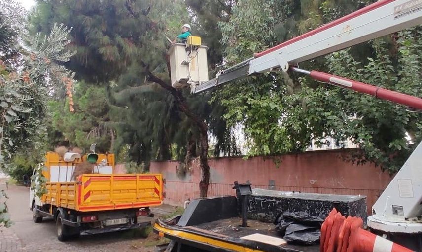 Efeler'de park ve bahçelerde ağaç budama çalışmaları devam ediyor