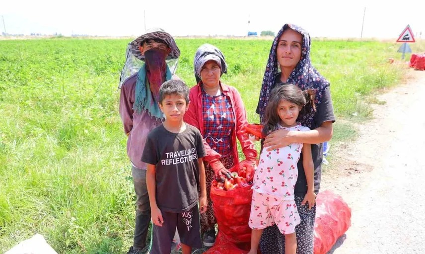 Kahramanmaraş’ta salçalık biber hasadı sezonu açıldı