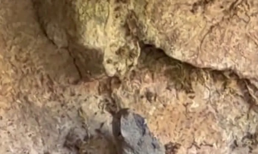 Kastamonu'da nesli tükenme tehlikesi altındaki boynuzlu engerek yılanı görüntülendi
