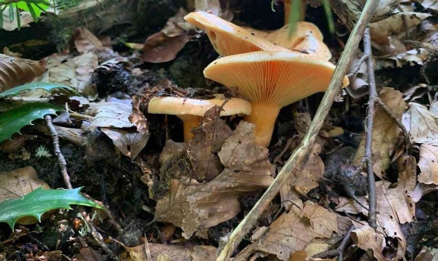 Düzce'de mantar zehirlenmelerine karşı önemli uyarı