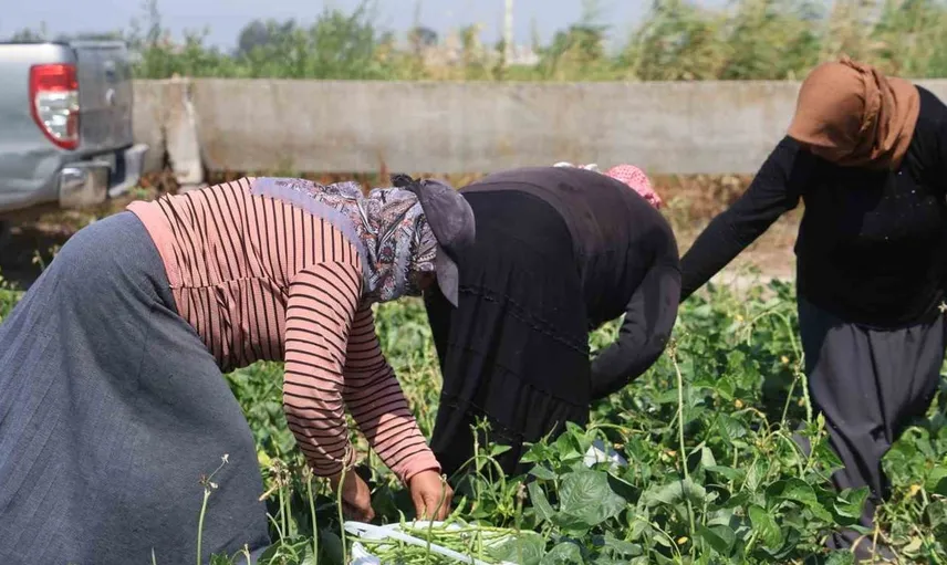 Hatay'da lübye hasadı başladı: Tarımda yeni dönem