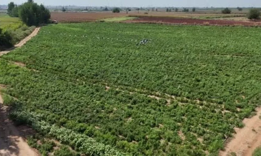 Adana'da gece yarısı biber tarlasında hırsızlık: 1 ton salçalık biber çalındı