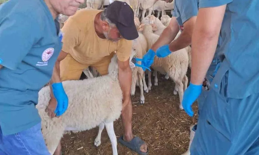 Köşk'te küçükbaş hayvanlar kimliklendiriliyor