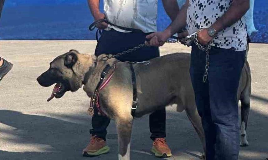 Sanayi ortamında büyüyen Kangal köpeği podyumda zafer kazandı