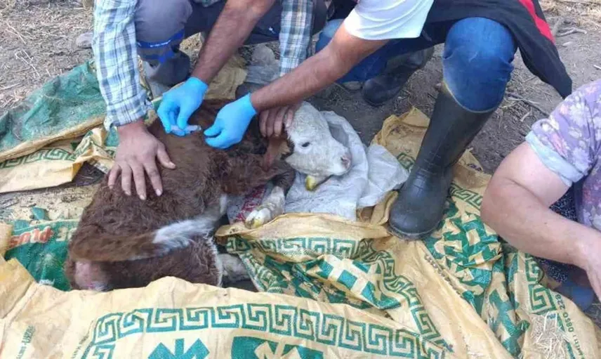 Muğla'da buzağı kayıplarını önlemek için başlatılan önemli proje