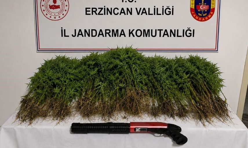 Tercan'da uyuşturucu ile mücadelede önemli bir başarı: 174 kök kenevir ele geçirildi