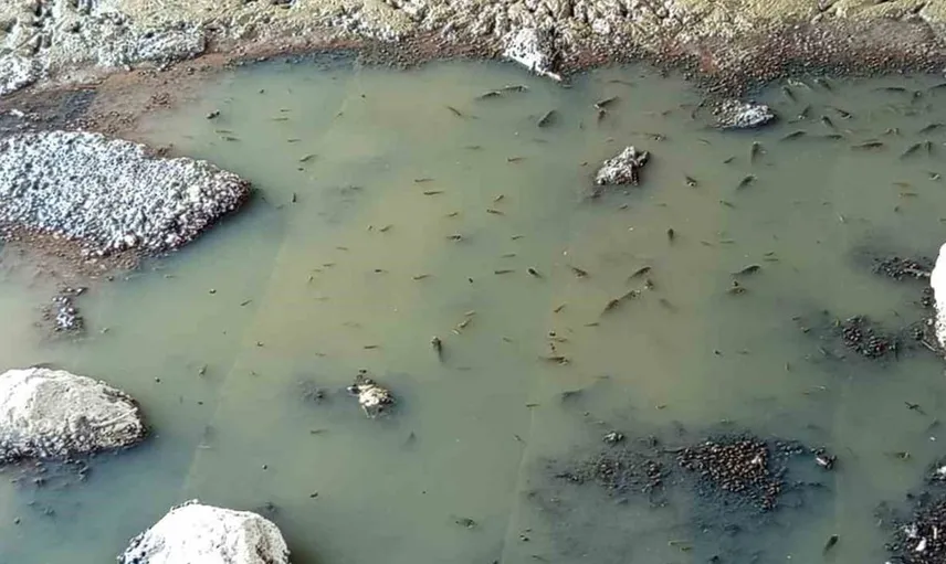 Bursa'da doğa tutkunu balıkları kurtararak büyük bir örnek sergiledi