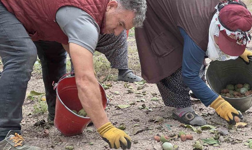 Boş fabrika bahçesi ceviz ormanına dönüştürüldü