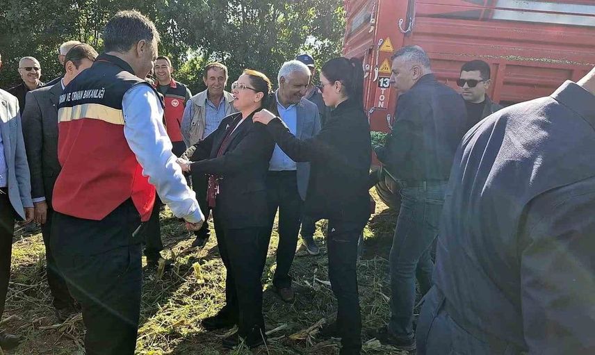 Bartın'da silajlık mısır hasadı üreticiler için umut verici sonuçlar doğuruyor
