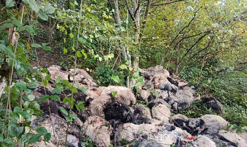 Trabzon'da korkunç kaza: Yabani hayvandan kaçan 184 koyun uçurumdan düştü