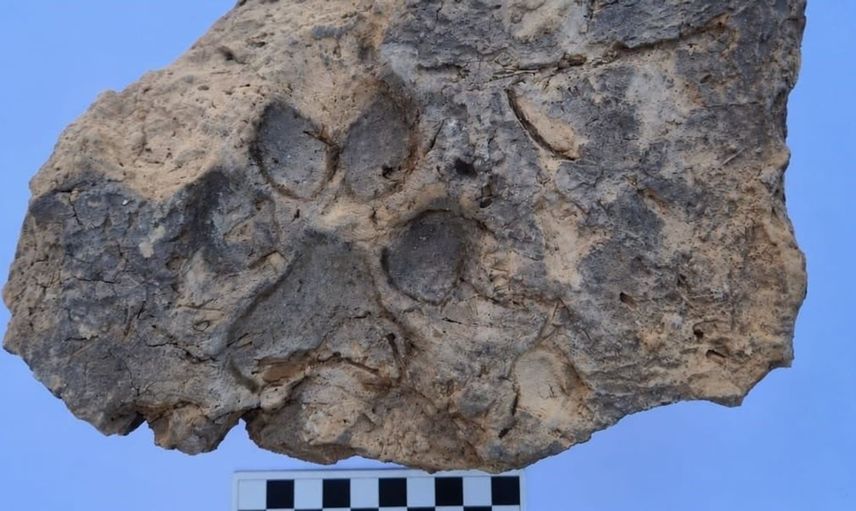 Tavşanlı Höyük'te 4 bin yıllık köpek izi keşfi