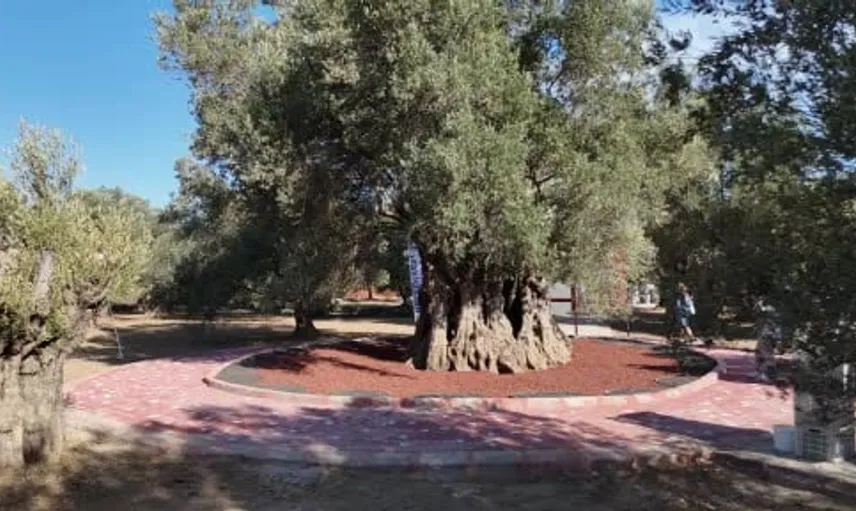 Bin yıllık zeytin ağacından yapılan hasat, taze zeytinyağı tadımıyla kutlandı