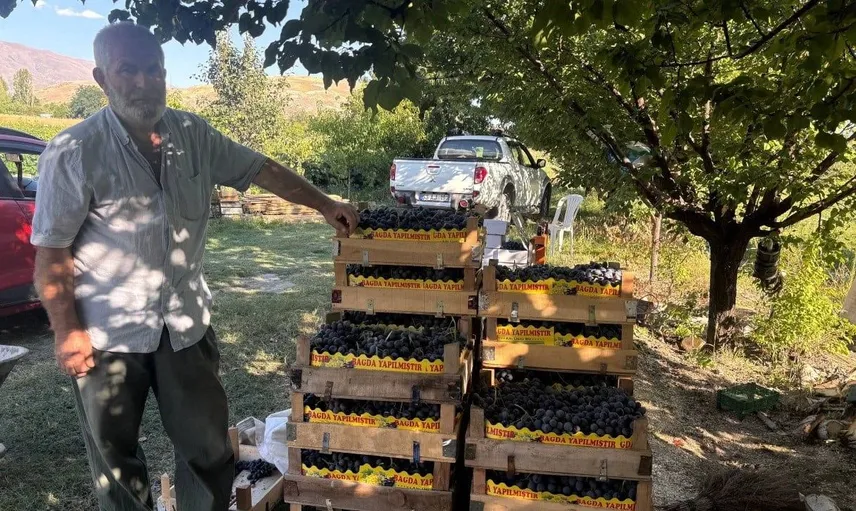 Erzincan'da tarihi bağlarda cimin üzümü hasadı başladı