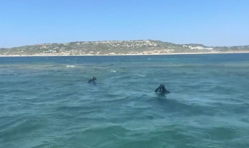 Bozcaada'da dalgıç kayboldu, arama çalışmaları tüm hızla devam ediyor