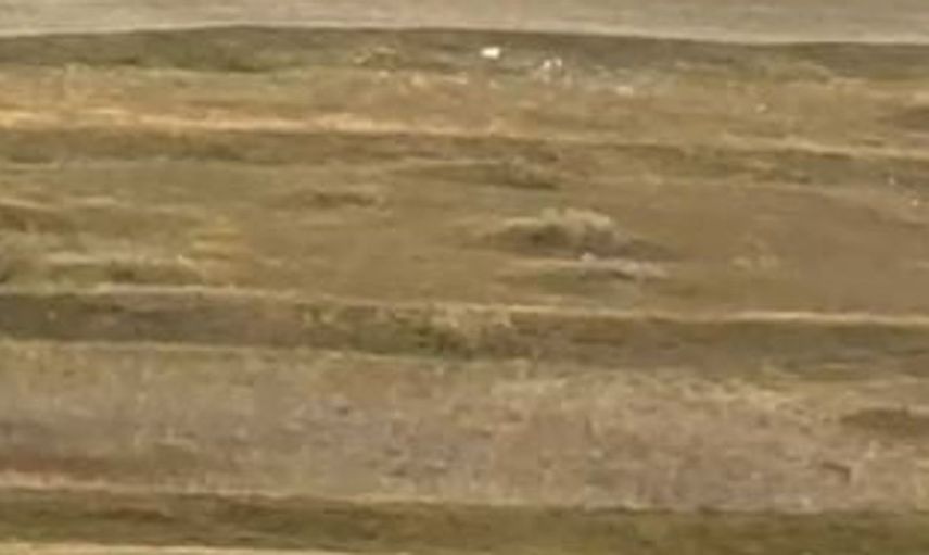 Ardahan'da yerleşim yerine yakın 3 kurt görüntülendi