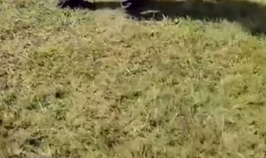 Iğdır'da ot balyaları taşıyan kamyonet devrildi