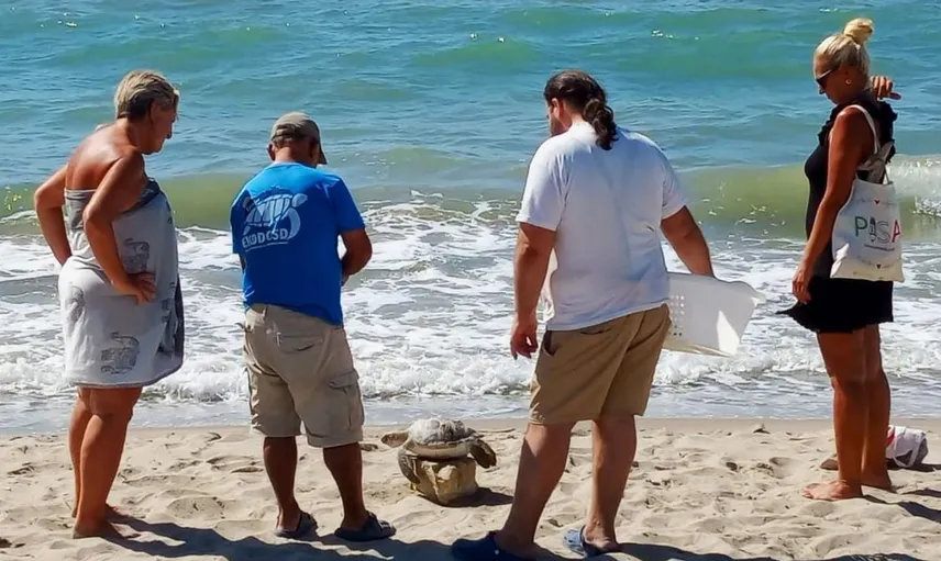 Kuşadası Körfezi'nde deniz kaplumbağası ölümleri artıyor