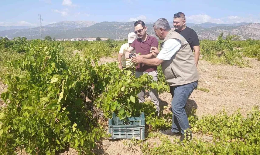 İslahiye’de üzüm hasadı başladı: Kaymakam Emre Oğuztürk üreticilerle bir araya geldi