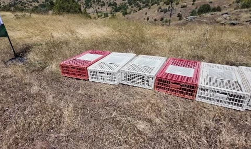 Sivas'ta kene vakalarına karşı 500 keklik doğaya salındı