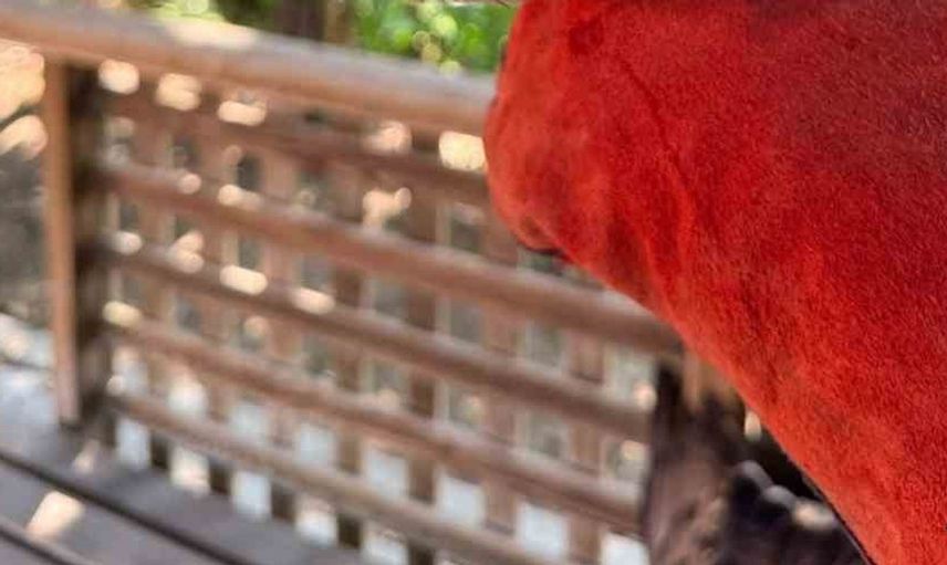 Hatay'da 7 arı şahini avlayan kişiye rekor ceza